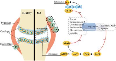 Bioactive components and potential mechanisms of Biqi Capsule in the treatment of osteoarthritis: based on chondroprotective and anti-inflammatory activity